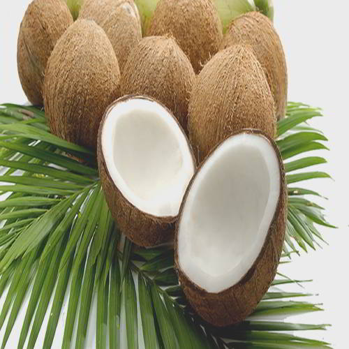 COCONUT 1PCS